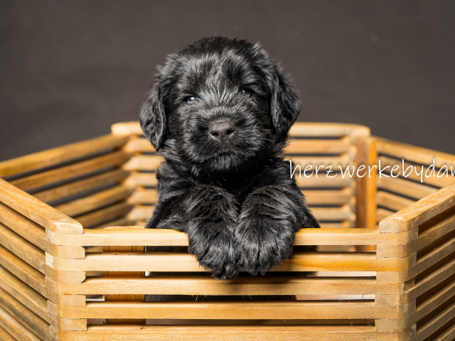 Frau Rosa nach 30 Tagen